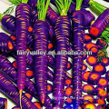 High Yield Purple Carrots Seeds For Cultivation